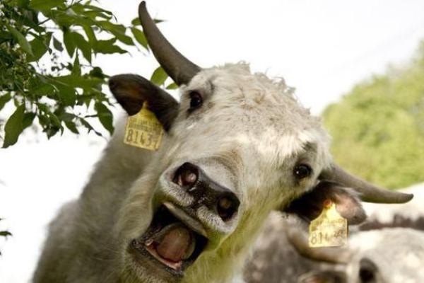 要如何给凌晨3点出生的属牛男孩取名字姓名 要如何给凌晨3点出生的属牛男孩取名字姓名