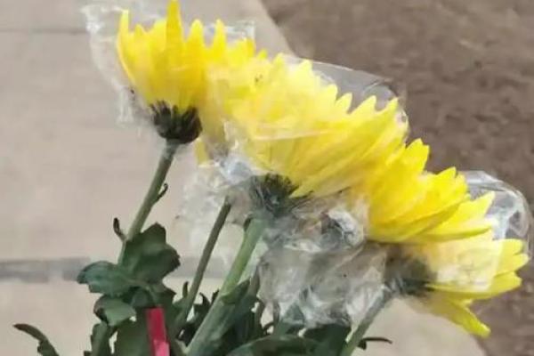 明天上坟可以动土吗 明天上坟可以动土吗