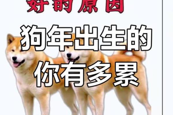 属狗的性格和脾气_属狗的性格和脾气解析忠诚直率与坚韧的特质