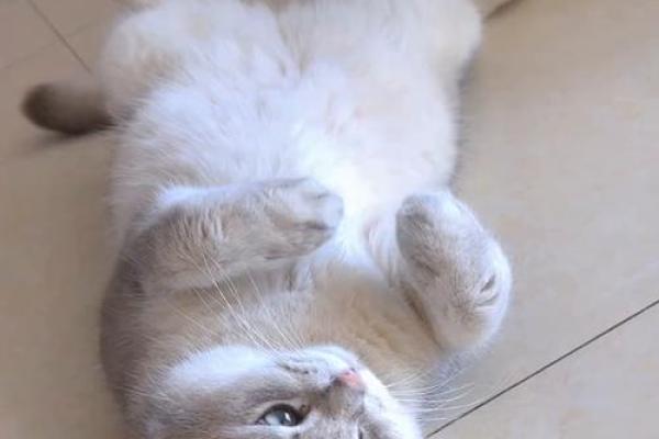 梦见小猫 梦见小猫