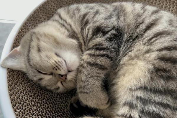 梦见小猫 梦见小猫