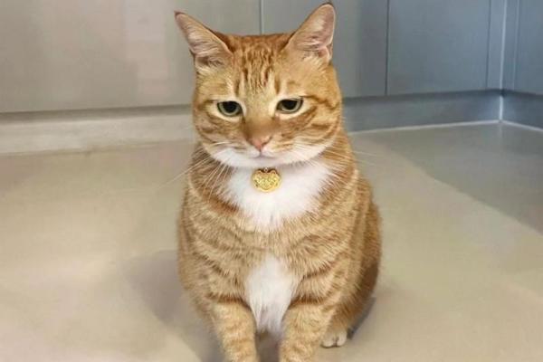 做梦梦到猫 做梦梦到猫