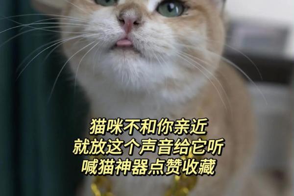 梦见猫是什么意思 梦见猫是什么意思