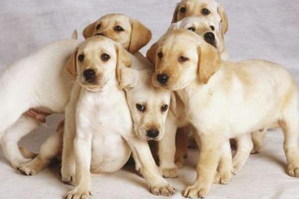 梦见狗的七大预兆 梦见狗的七大预兆