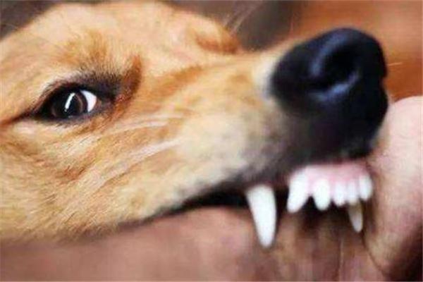男人梦见狗咬是吉兆 男人梦见狗咬是吉兆