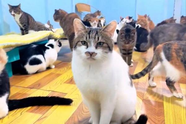 梦见很多猫 梦见很多猫