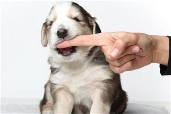 女人梦见狗咬手是要发财 女人梦见狗咬手是要发财