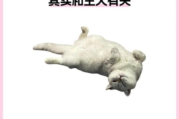 梦见猫什么意思 梦见猫什么意思