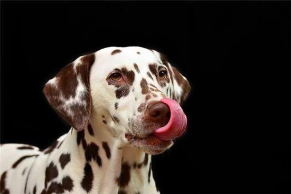 梦见狗是什么预兆 女性 梦见狗是什么预兆 女性