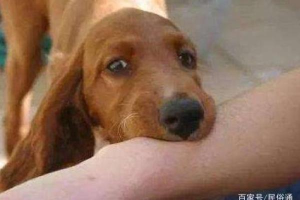 梦见自己被别人的狗咬了是什么意思 梦见自己被别人的狗咬了是什么意思