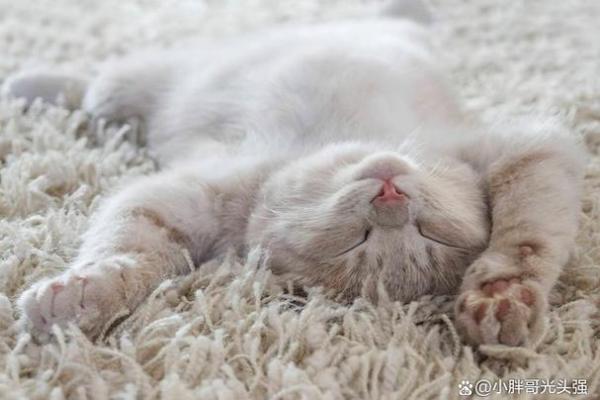 做梦梦见猫是什么征兆 做梦梦见猫是什么征兆