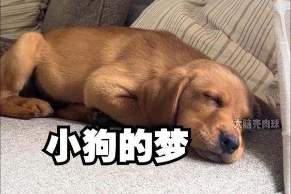 梦见小狗是什么征兆 梦见小狗是什么征兆