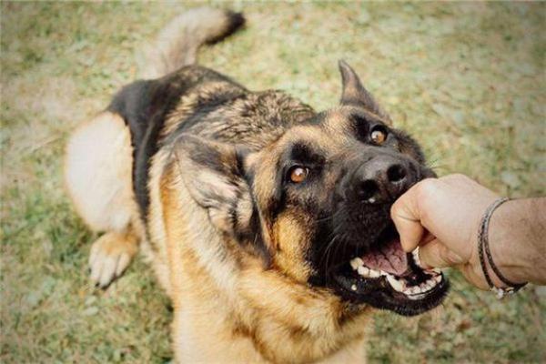 女人梦见狗追是什么预兆 女人梦见狗追是什么预兆