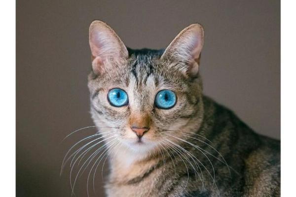 梦见猫咬自己什么预兆 梦见猫咬自己什么预兆