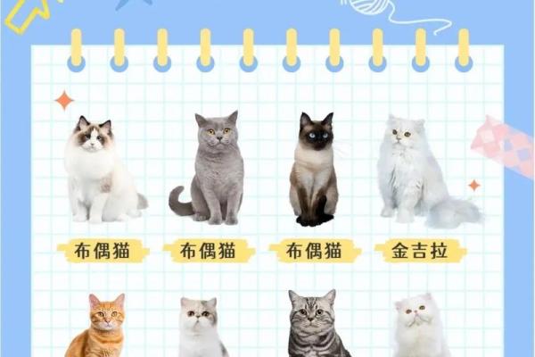 梦见猫是什么预兆 女性 梦见猫是什么预兆 女性