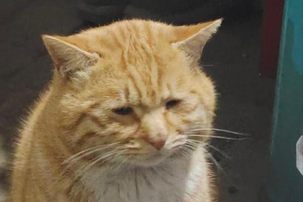 梦见好多猫 梦见好多猫