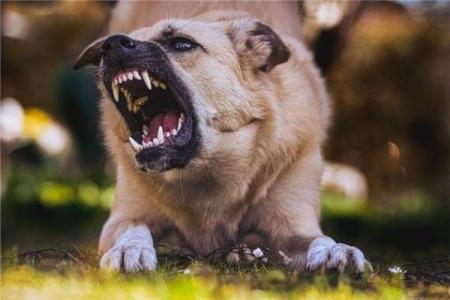 女人梦见狗咬自己是吉兆