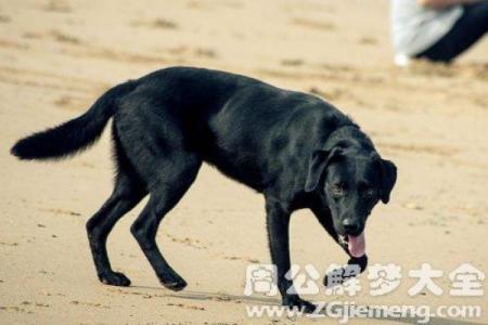 梦见黑狗是什么预兆