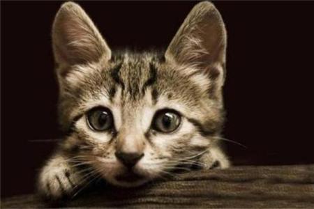 梦见猫是什么预兆 男性