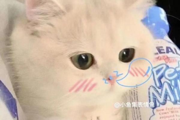 做梦梦到猫是什么意思 做梦梦到猫是什么意思