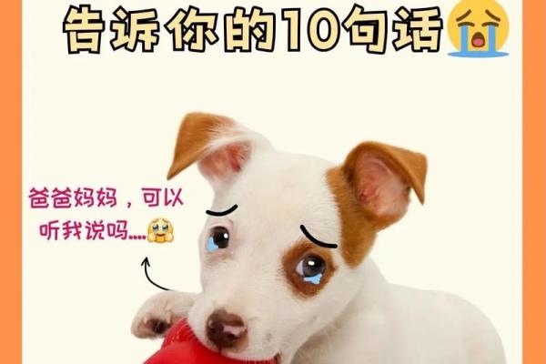 梦见狗狗对我特别友好 梦见狗狗对我特别友好