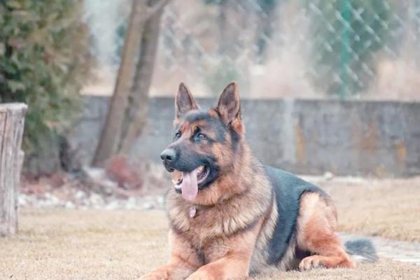 梦见好多狗是什么预兆 梦见好多狗是什么预兆