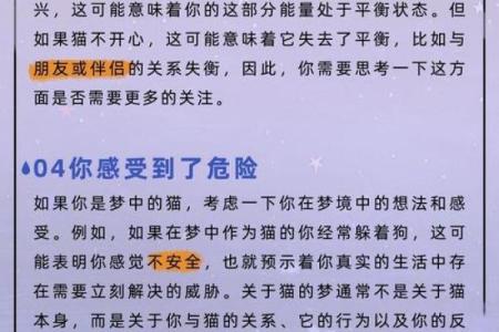 已婚中年女人梦见猫