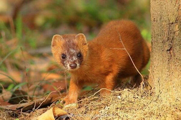 男人梦见黄鼠狼是什么预兆 男人梦见黄鼠狼是什么预兆