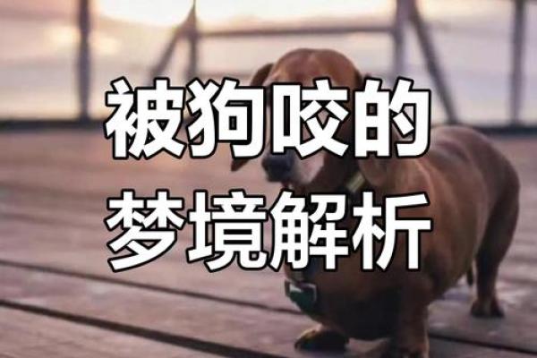 梦见狗要咬我但没咬着 梦见狗要咬我但没咬着
