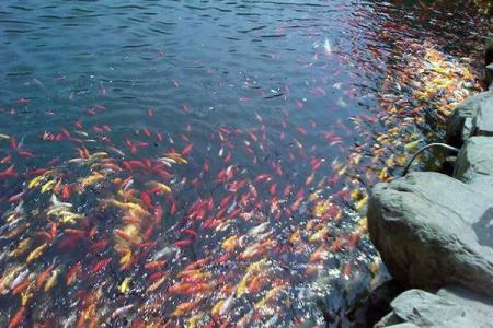 梦见很多鱼是什么预兆 女性