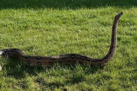 男人梦见蛇财运好不好