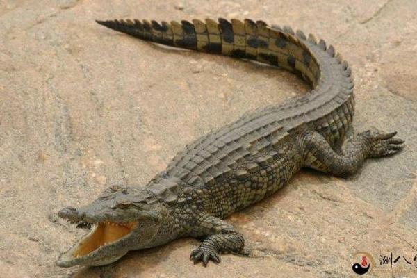 梦见鳄鱼吃人是什么预兆 梦见鳄鱼吃人是什么预兆