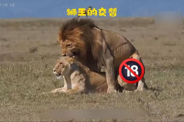 男人梦见狮子是什么预兆 男人梦见狮子是什么预兆