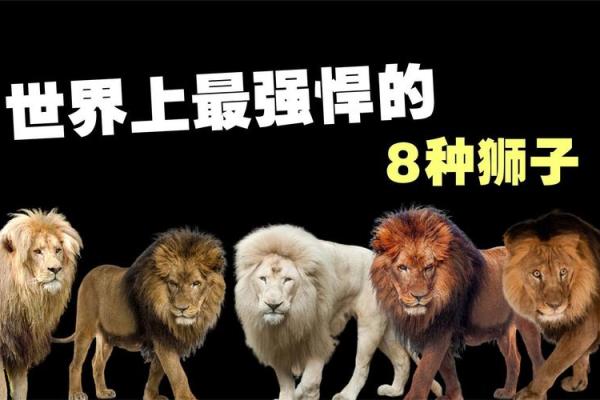 男人梦见狮子是什么预兆 男人梦见狮子是什么预兆