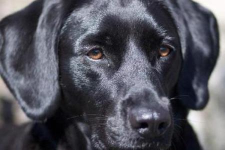 梦见大狗很吓人但没咬我