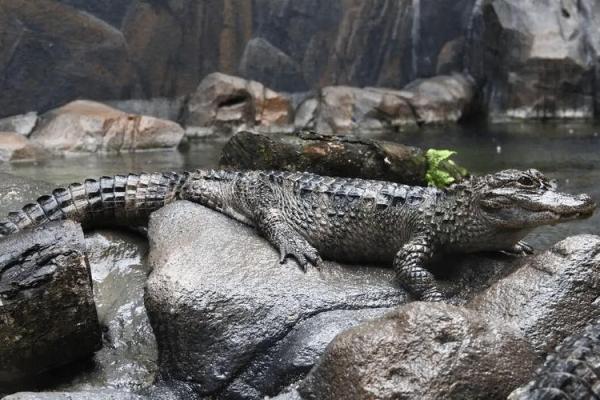 梦见鳄鱼咬人是什么预兆 梦见鳄鱼咬人是什么预兆