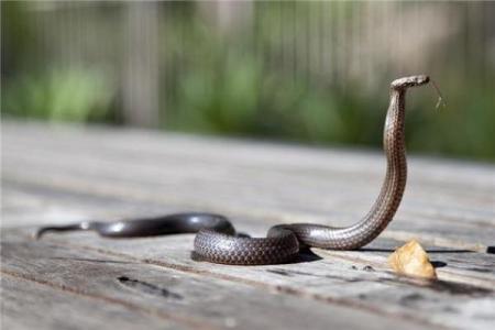 梦见被蛇追着咬是什么意思 周公解梦