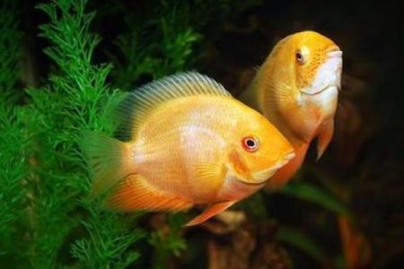 梦见抓了好多鱼是什么预兆 女性