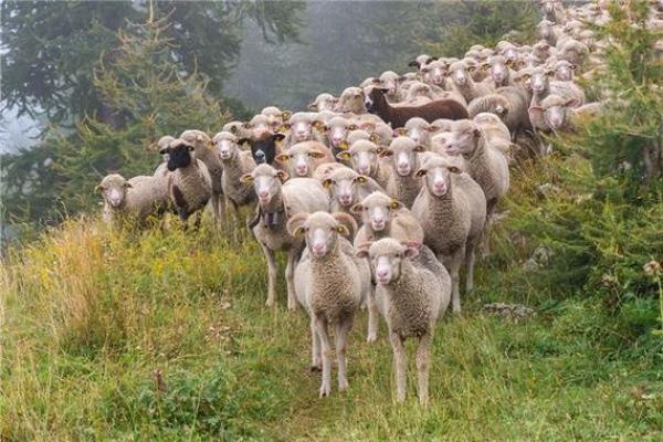 男人梦见白羊是什么预兆 男人梦见白羊是什么预兆