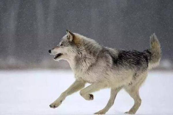 男人梦见狼 吉兆 男人梦见狼 吉兆