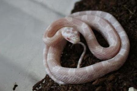 女人梦见两条蛇什么预兆