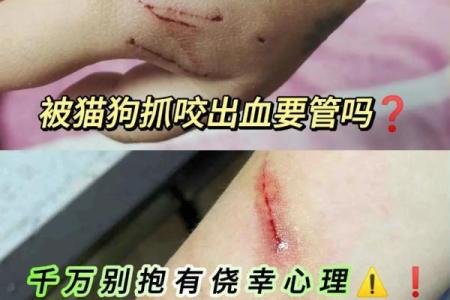 梦见被猫咬出血是什么意思