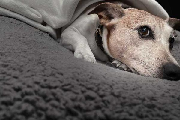 女人梦见猫死了是什么预兆 女人梦见猫死了是什么预兆