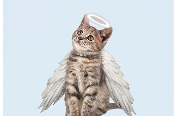 女人梦见猫死了是什么预兆 女人梦见猫死了是什么预兆