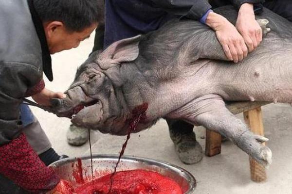 梦见两头猪什么意思 梦见两头猪什么意思