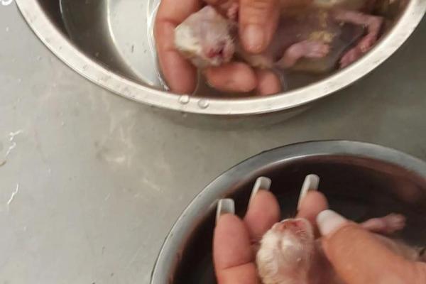 孕妇梦见猫 孕妇梦见猫