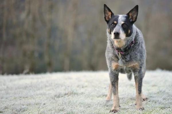 女人梦见狗追是吉兆 女人梦见狗追是吉兆