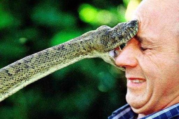 梦见亲人被蛇咬 梦见亲人被蛇咬