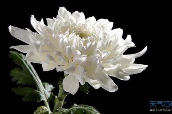 梦见女儿死了是什么兆头 梦见女儿死了是什么兆头