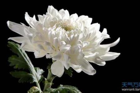 梦见女儿死了是什么兆头